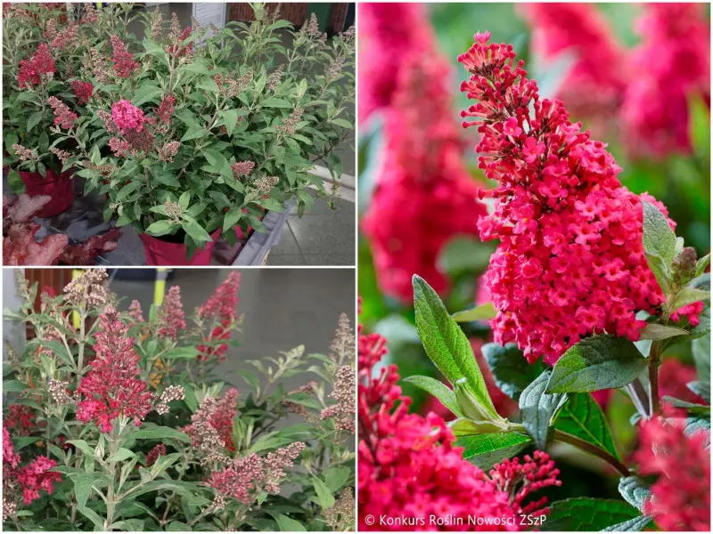Budleja Davida BUTTERFLY CANDY® LITTLE RUBY
