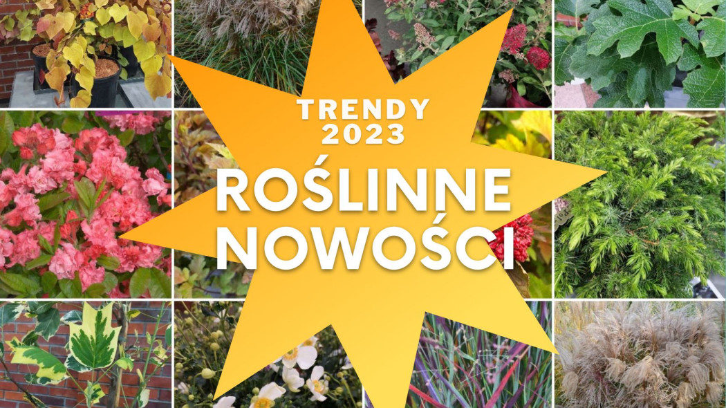 Roślinne nowości - trendy na 2023 rok