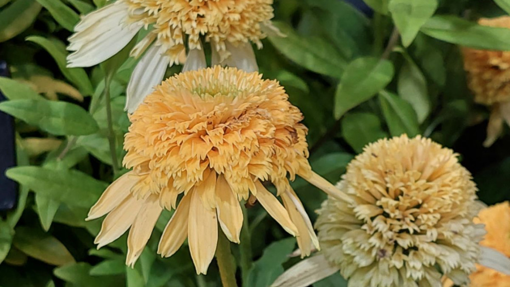 Jezowka Lemon Drop Echinacea, fot. Katarzyna Jeziorska