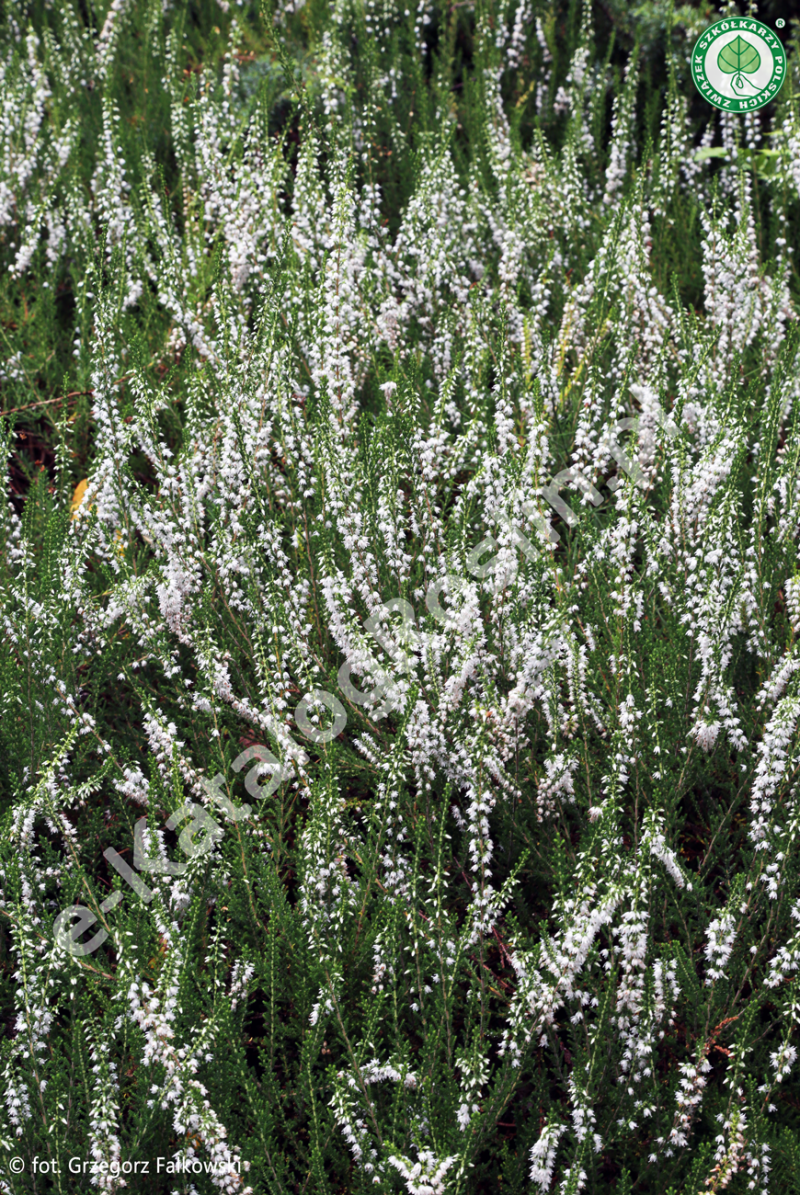 wrzos pospolity Calluna vulgaris Long White Fot. Grzegorz Falkowski