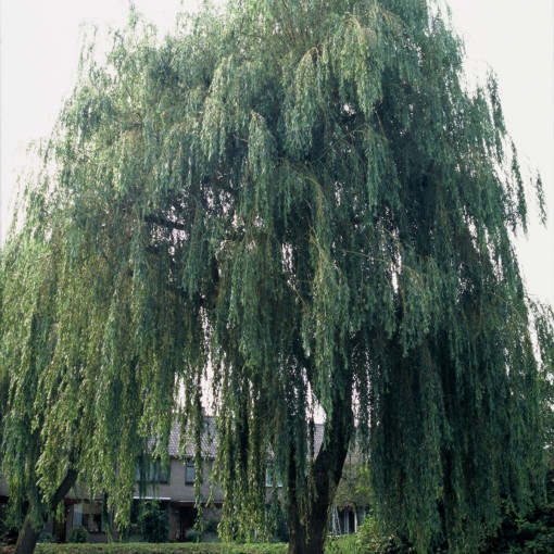 Wierzba płacząca 'Chrysocoma' / Wierzba żałobna