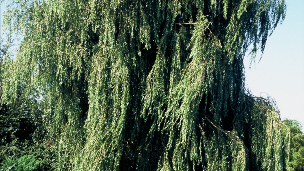 Wierzba placzaca Chrysocoma Wierzba zalobna, fot. iVerde