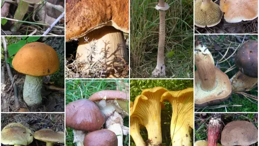 10+ grzybów jadalnych, które możesz znaleźć w lesie