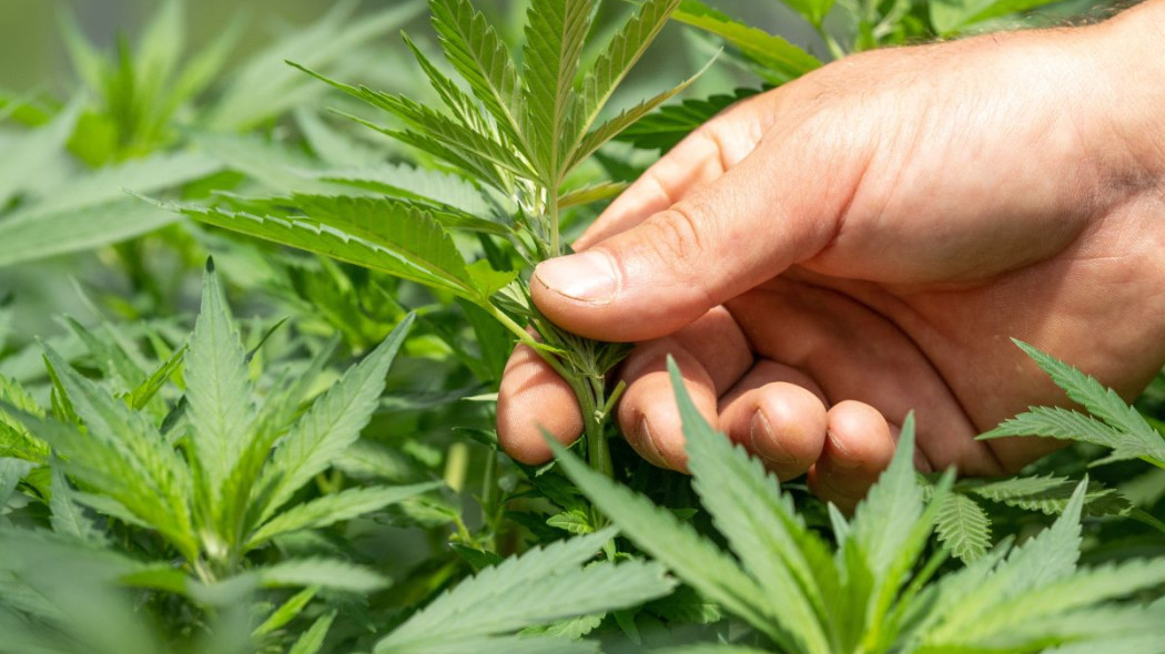 Konopie siewne, fot. Crystalweed Cannabis - Unsplash