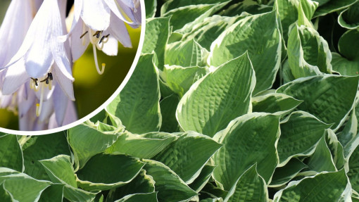 Co lubi funkia (hosta) i jak o nią dbać? Wszystko, co musisz wiedzieć!