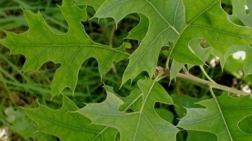 Dab blotny Quercus palustris, fot. (CC BY-SA 3.0) - Wikimedia Commons