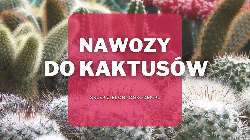 Nawozy do kaktusow Jakie najlepsze, jakie wybrac i gdzie kupic