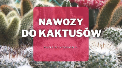 Nawozy do kaktusów | Jakie wybrać i gdzie kupić?