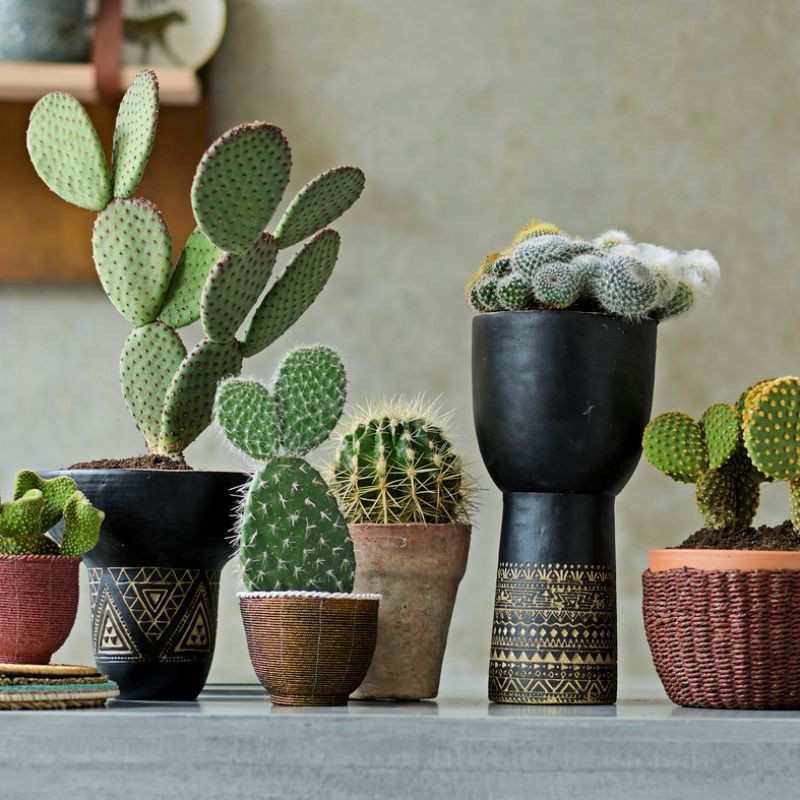 Kaktusy (fot. Thejoyofplants.co.uk)