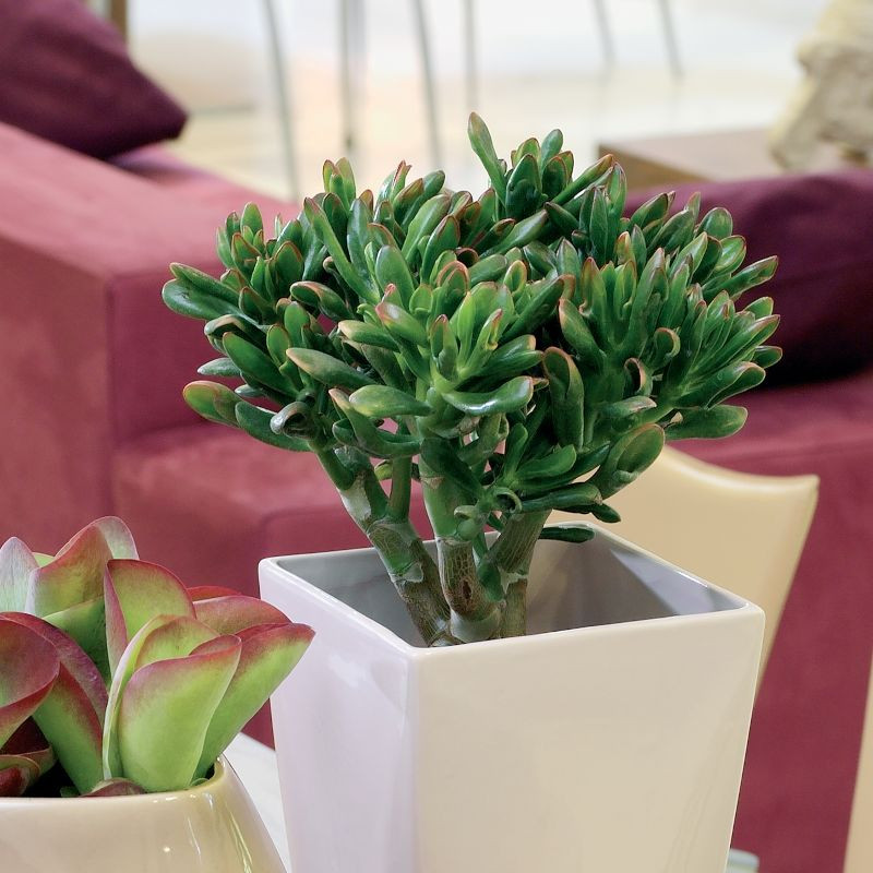 Grubosz (fot. Thejoyofplants.co.uk)
