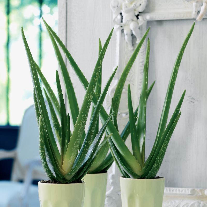 Aloes (fot. Thejoyofplants.co.uk)