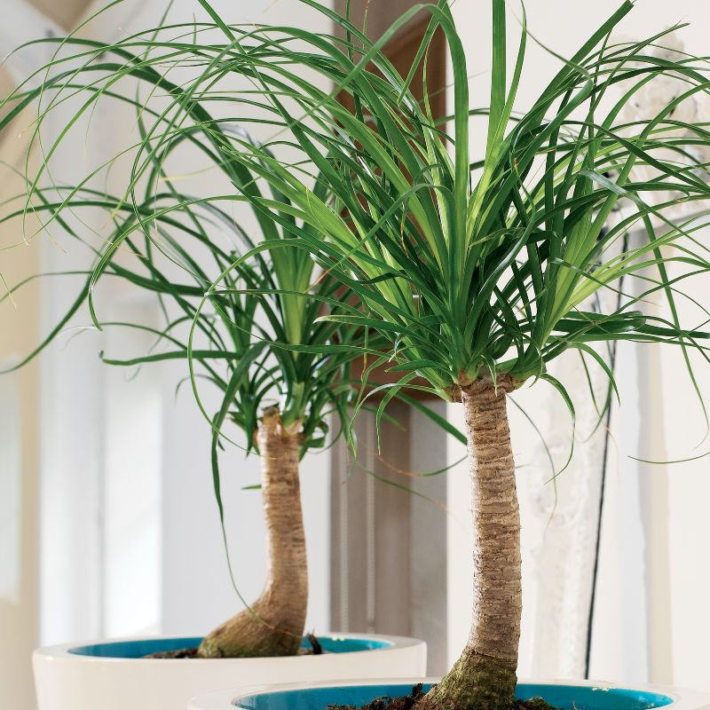 Nolina, beukarnea wygięta, noga słonia (fot. Thejoyofplants.co.uk