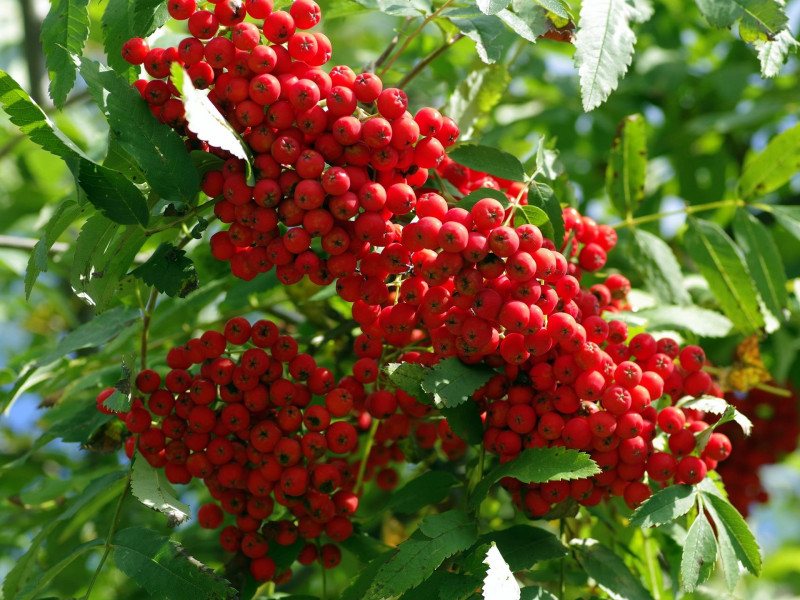 jarzębina - dekoracyjne owoce jadalne fot. Henryk Niestrój - Pixabay