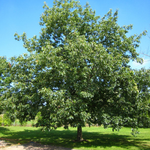 Dąb czerwony