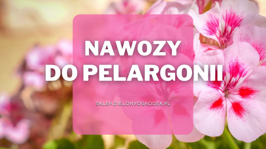 Nawozy do pelargoni Sklep ZielonyOgrodek, fot. Pixabay
