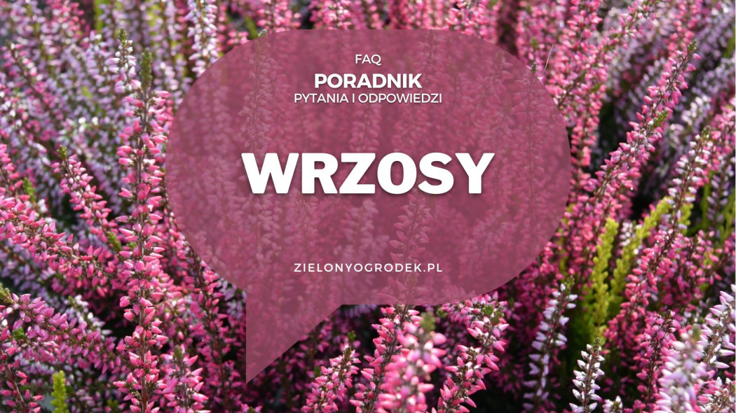 WRZOSY - poradnik FAQ - pytania i odpowiedzi