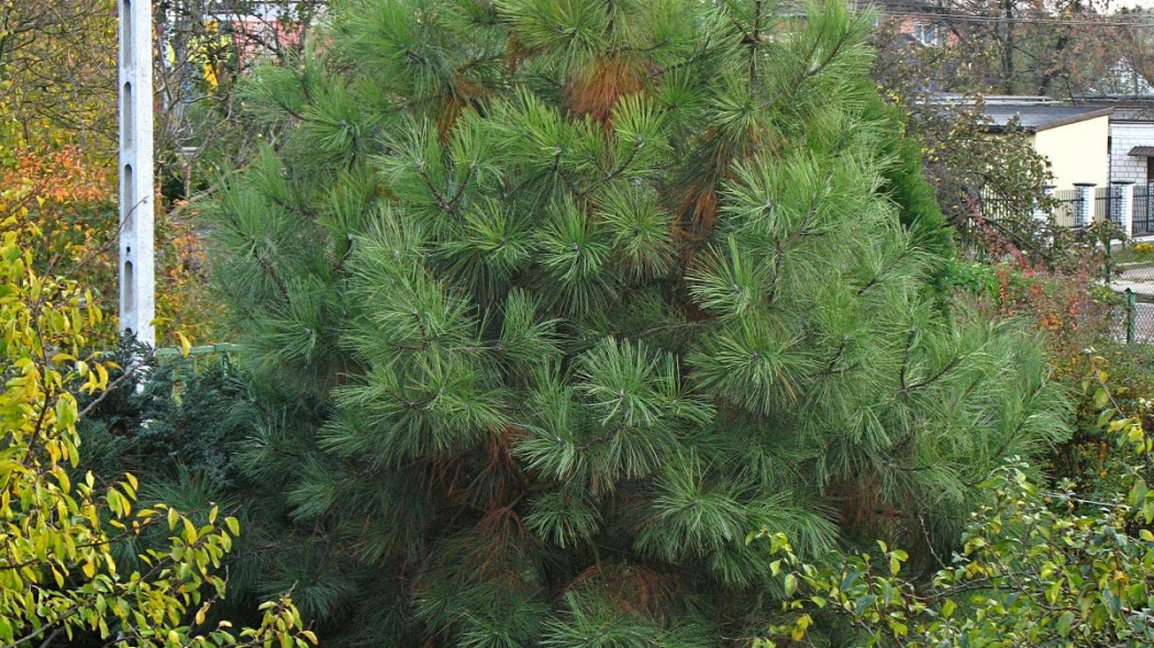 Sosna zolta Pinus ponderosa, fot. Crusier (CC BY 3.0) - Wikimedia