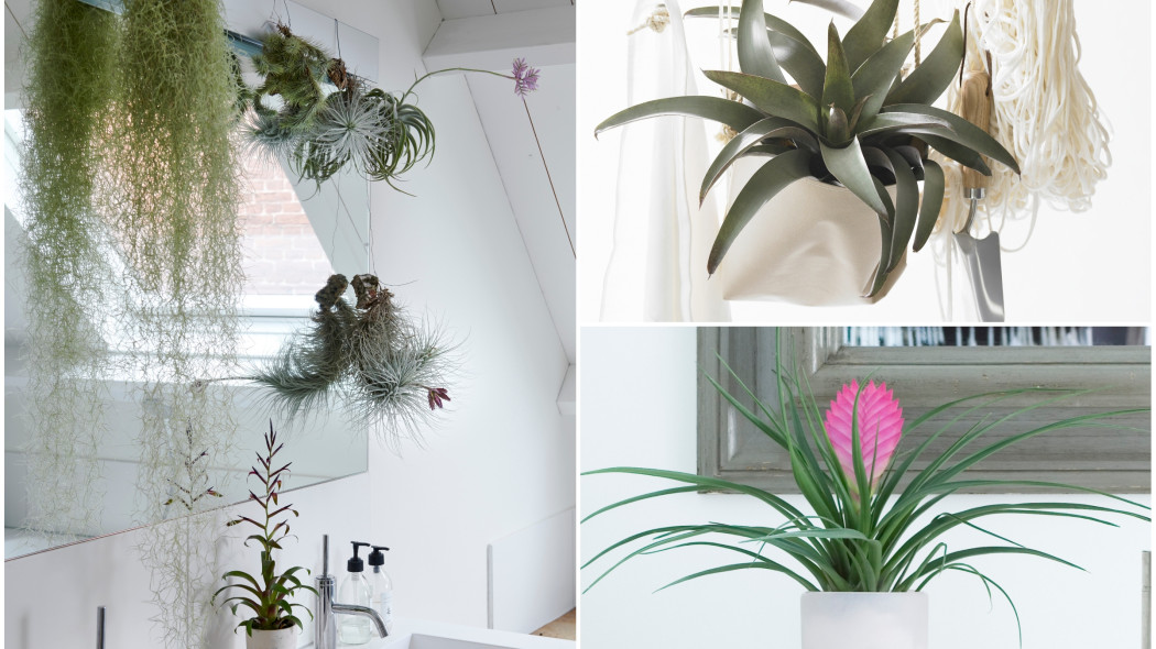 Uprawa i wymagania oplątwy fot. Flower Council Holland