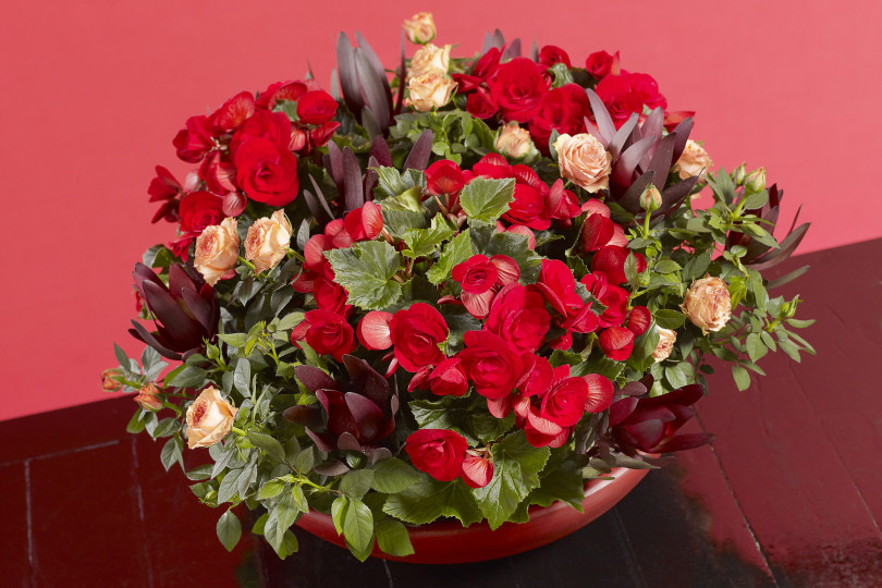Begonia

