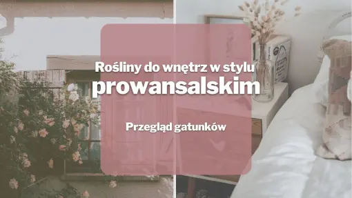 Rośliny do wnętrz w stylu prowansalskim | Przegląd gatunków