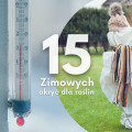 Jak skutecznie chronić rośliny przed zimowym mrozem? Oto 15 sprawdzonych sposobów