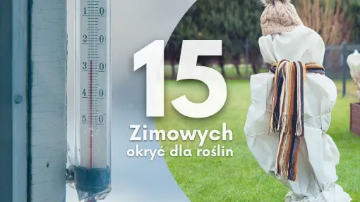Jak skutecznie chronić rośliny przed zimowym mrozem? Oto 15 sprawdzonych sposobów