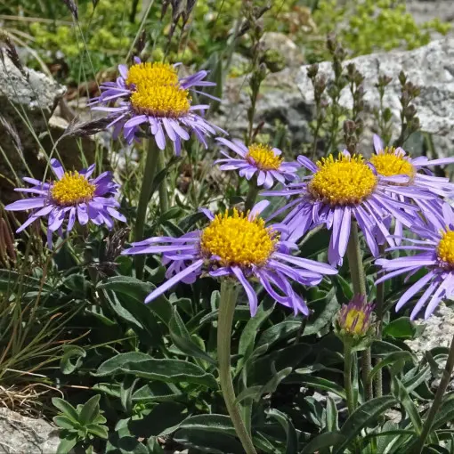 Aster alpejski