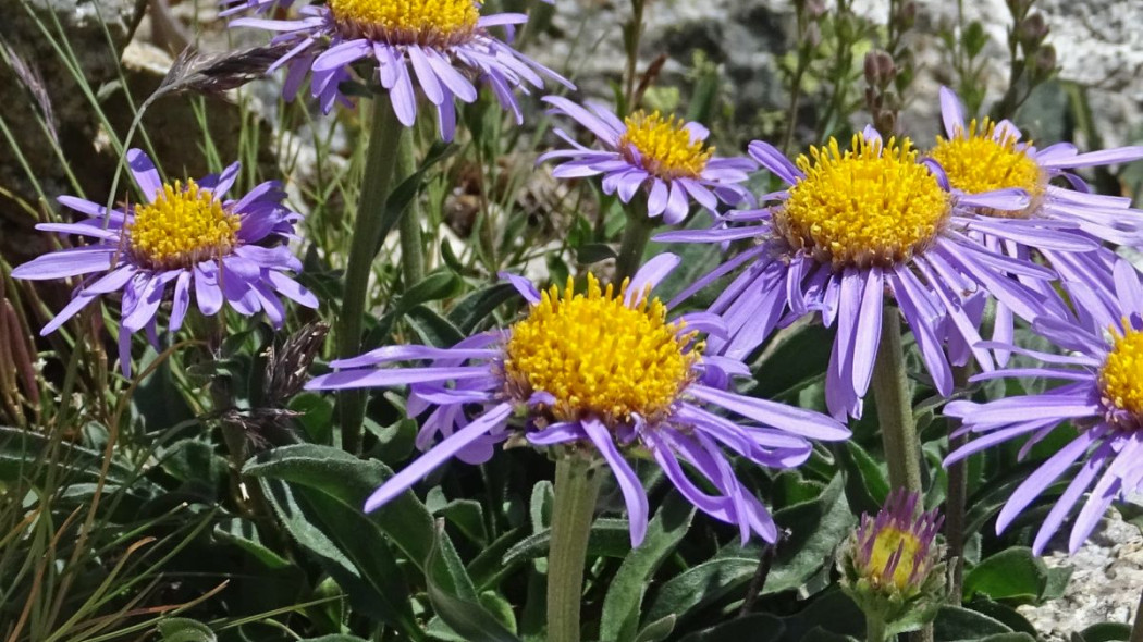 Aster alpejski Aster alpinus