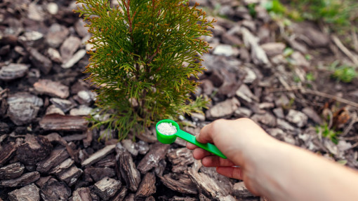Nawożenie iglaków | Czym nawozić wiosną, latem i jesienią?