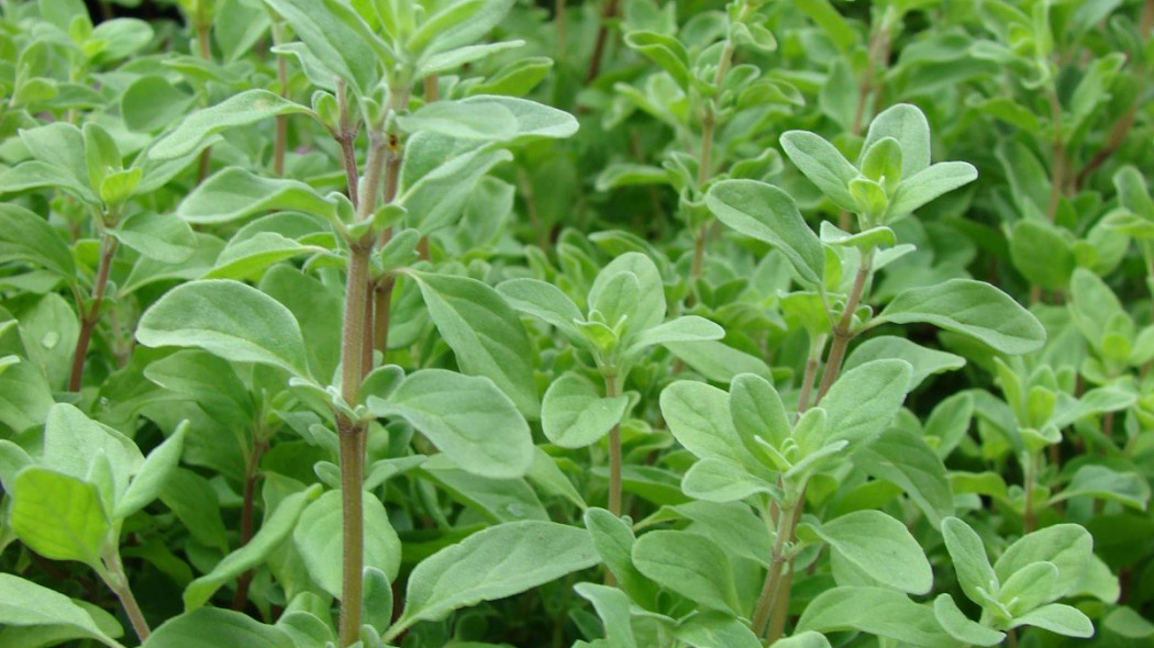 Majorana hortensis majeranek ogrodowy