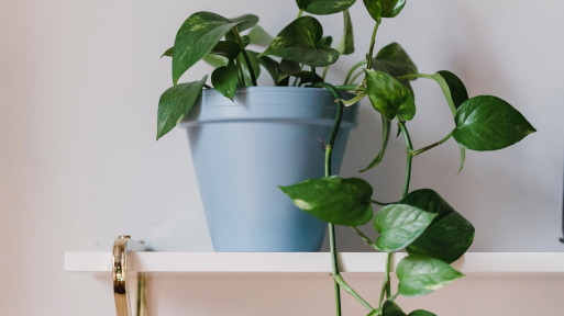 Jak pielęgnować scindapsus / epipremnum w domu? Co lubi? Jak o niego dbać?