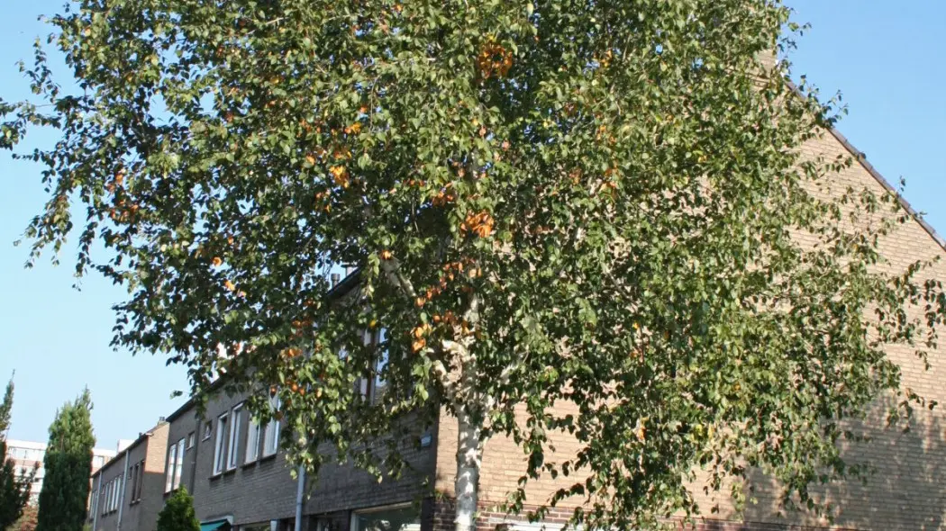 Brzoza pozyteczna Doorenbos