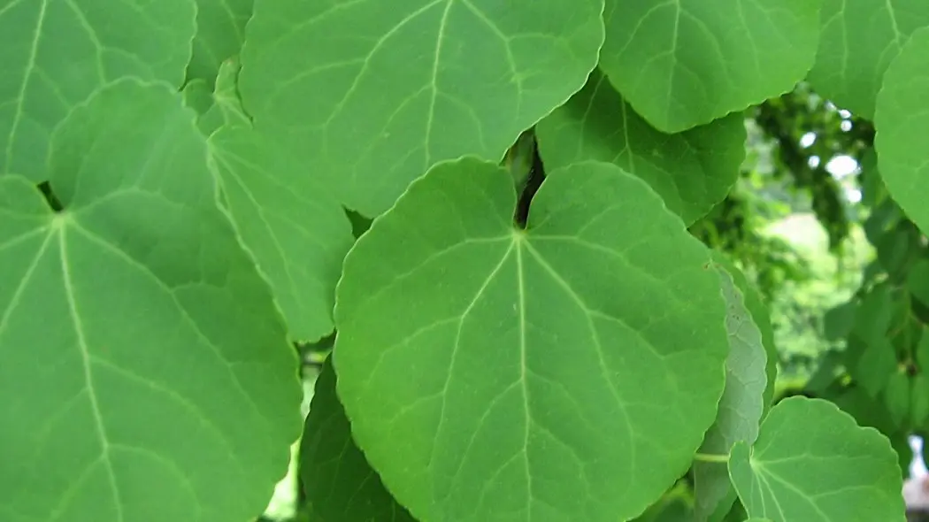 Cercidiphyllum Japonicum Grujecznik japonski liscie