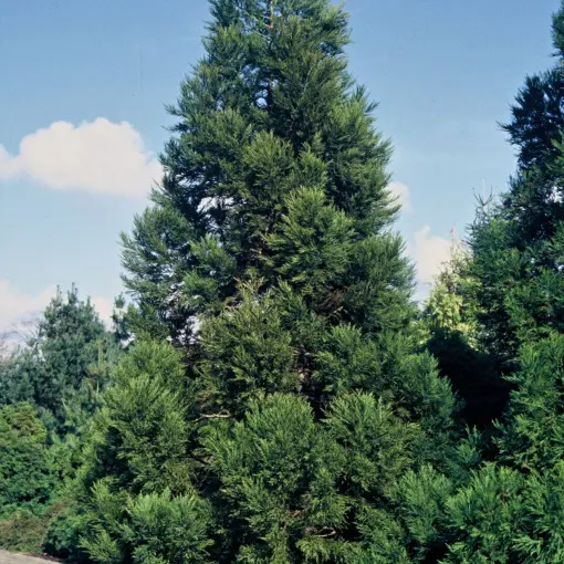 Kryptomeria japońska