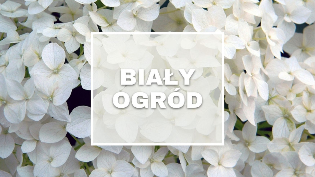 Biały ogród