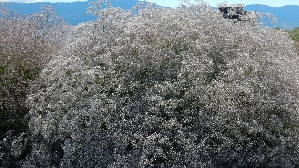 Gipsowka wiechowata Gypsophila paniculata, fot. Matt Lavin (CC BY-SA 2.0) Flickr