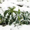 Warzywa na późny zbiór | Co wysiewać jesienią i zbierać zimą?