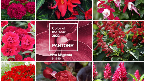 Pomysły na ogród w kolorze Viva Magenta | Inspiracje w kolorze Pantone 2023 roku