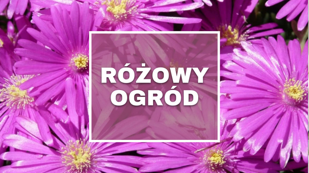 rozowy ogrod