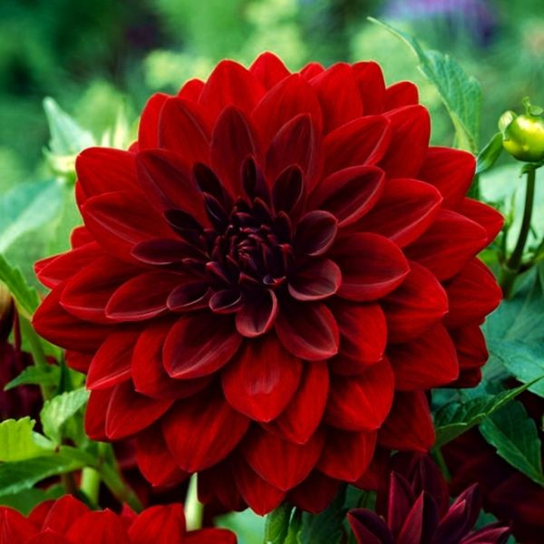 Dalia Arabian Night