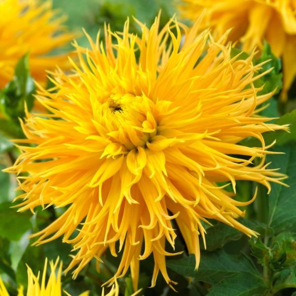 Dalia Encore
