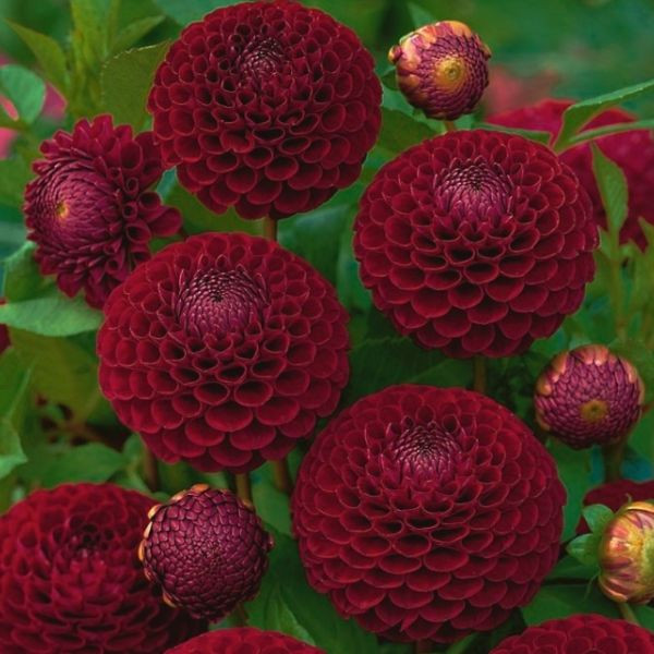 Dalia Downham Royal
