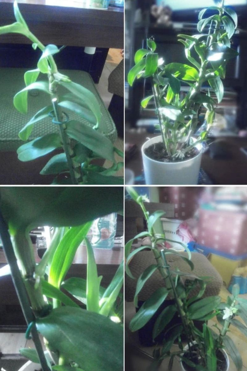 Odrosty na pedach storczyka dendrobium