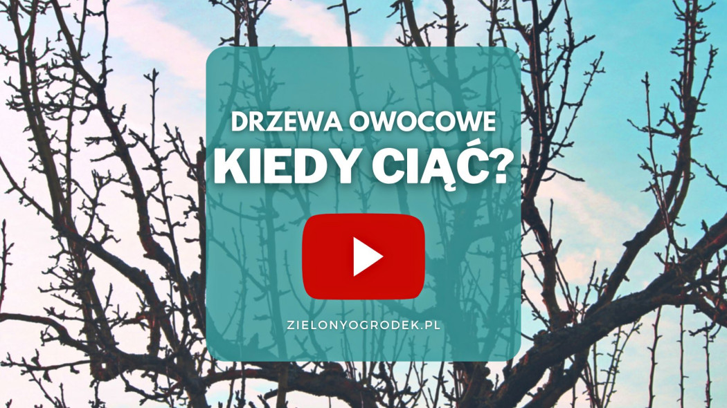 Kiedy ciac drzewa owocowe youtube, fot. ed. Manfred Richte / Pixabay
