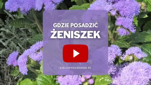 FILM: Żeniszek meksykański – gdzie posadzić?