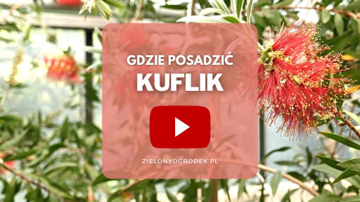 FILM: Kuflik cytrynowy – gdzie posadzić?