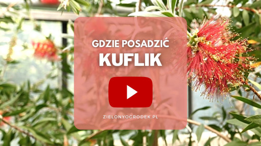 FILM: Kuflik cytrynowy – gdzie posadzić?