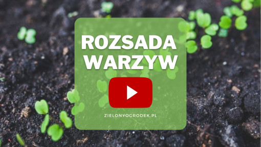FILM: Zakładanie rozsady warzyw | Porady ekspertów