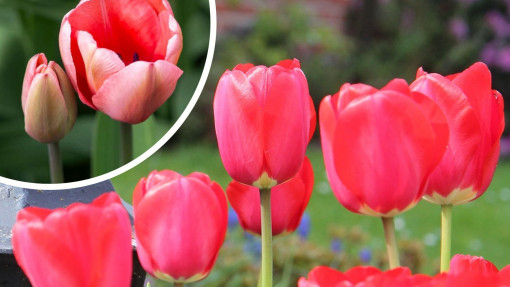 Co lubią tulipany i jak o nie dbać? Wszystko, co musisz wiedzieć!