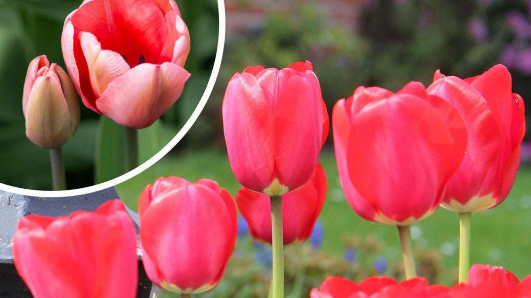 Co lubia tulipany i jak o nie dbac